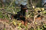 PINSCHER NAIN 150